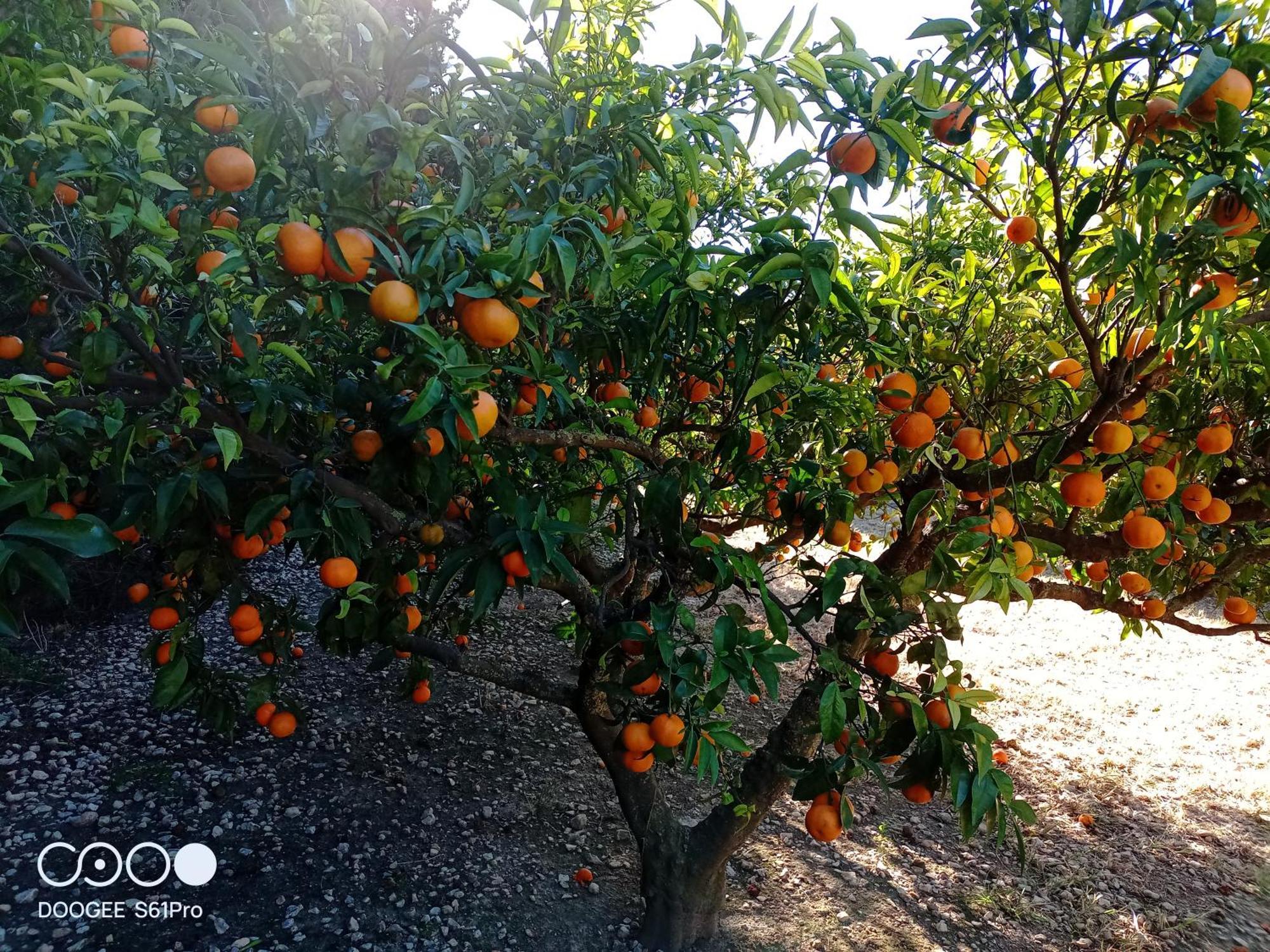 Casa Rural Complex Masia Del Tremendo Y Agroturismo Camarles Экстерьер фото